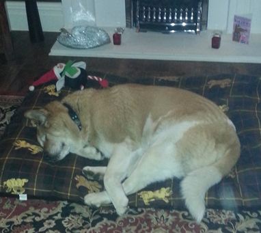 Toffee the Japanese Akita settling in Feb 2015