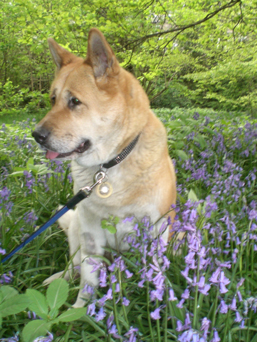 Toffee the Japanese Akita bluebells sitting