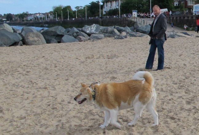 Toffee the Japanese New Brighton Beach walking