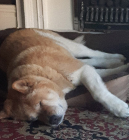 Toffee the Japanese Akita sleeping and hanging out of bed