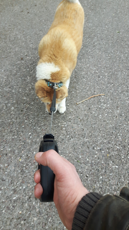 Toffee the Japanese Akita stubborn