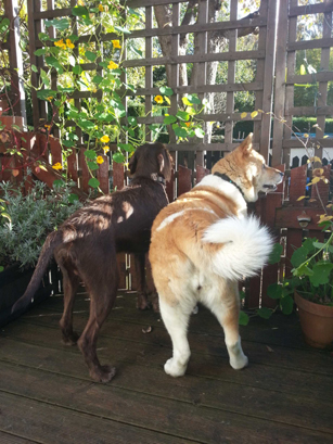 Toffee the Akita with Mr Fuggles