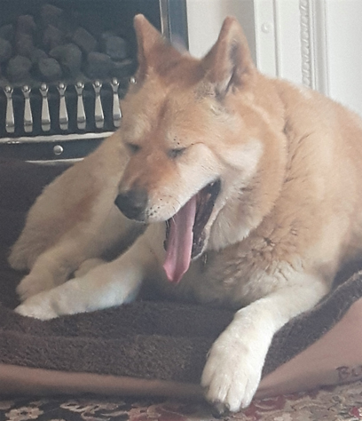 Toffee the Akita - big yawn 2016